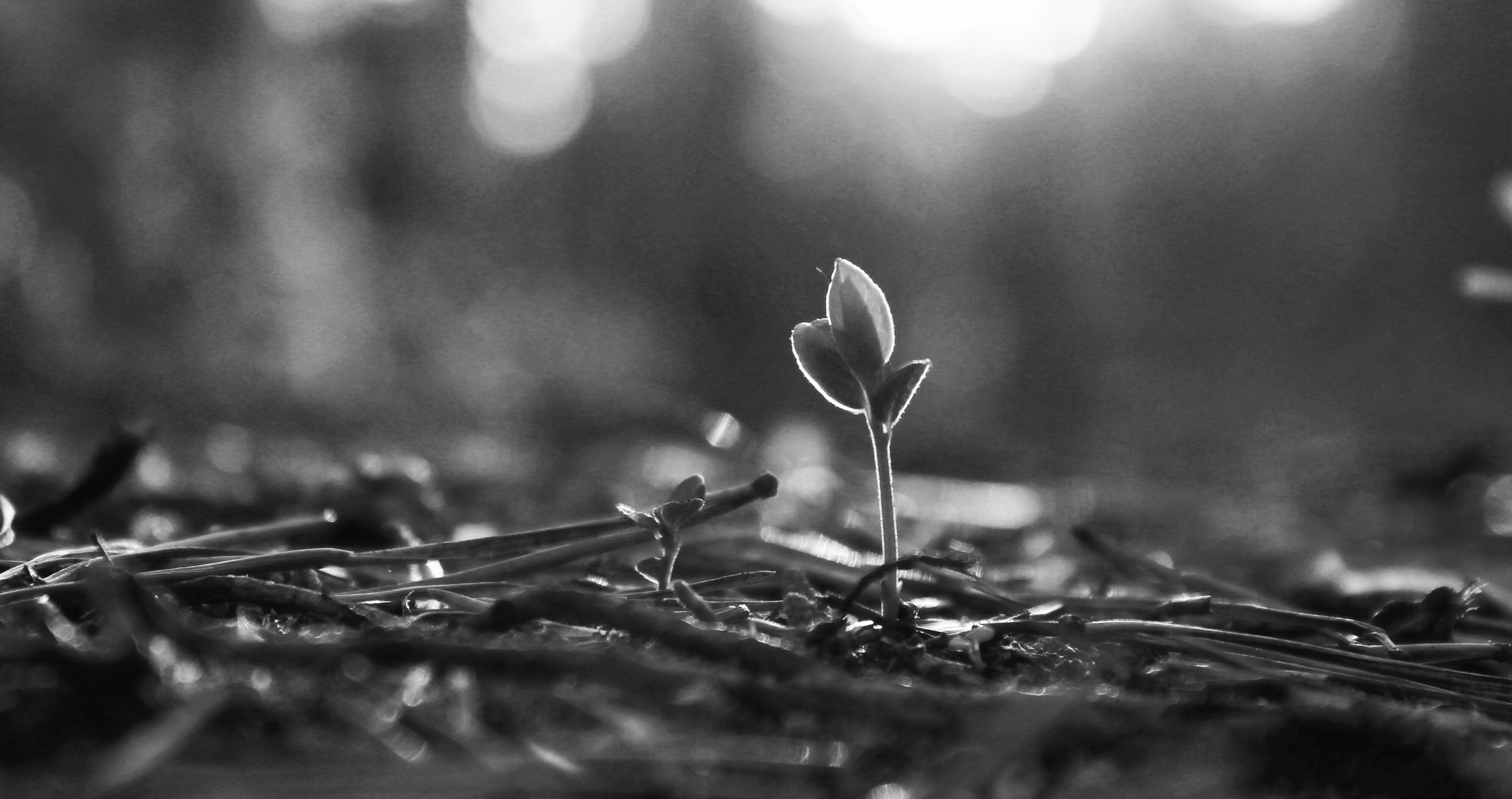 Futures of Work ~ Graves into Gardens